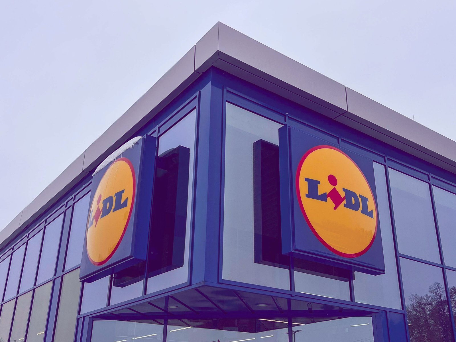 bambus robusta campbell kaufen Nicht-ausläuferbildender Bambus 'Campbell' - Fargesia robusta Campbell main image 1