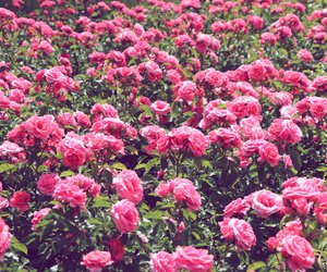 Traumhafte Pflanzen in Rosa und Pink, die uns jetzt den Sommer (und Balkon) versüßen