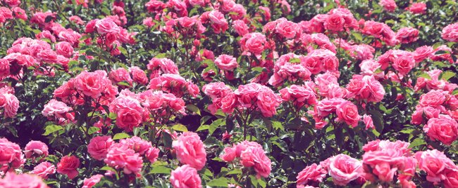 Traumhafte Pflanzen in Rosa und Pink, die uns jetzt den Sommer (und Balkon) versüßen