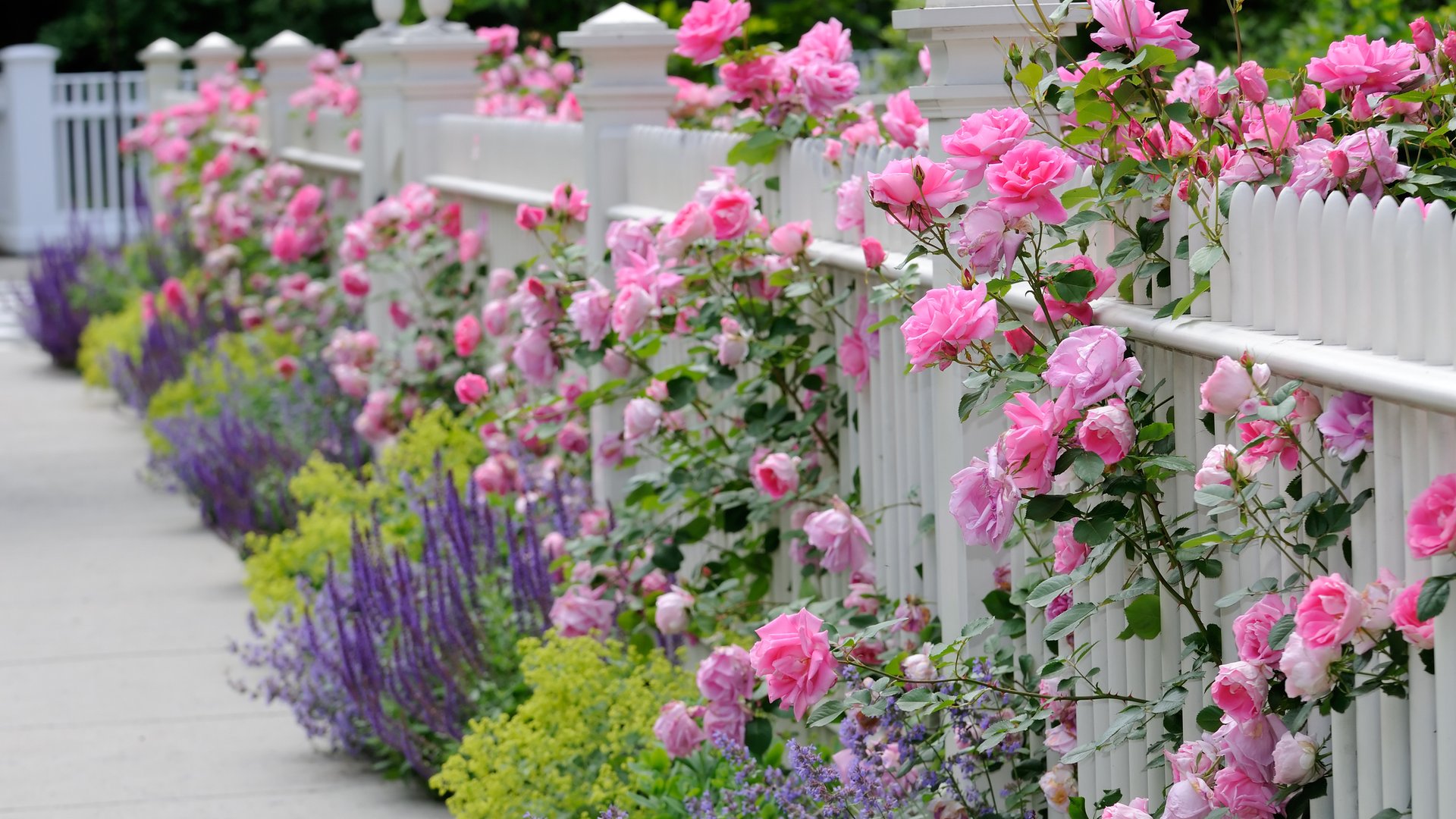 Damit-deine-Rosen-im-Sommer-so-richtig-sch-n-bl-hen-solltest-du-diesen-Trick-schon-jetzt-anwenden