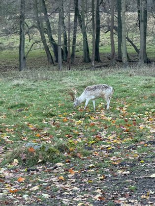 Putbus Schlosspark