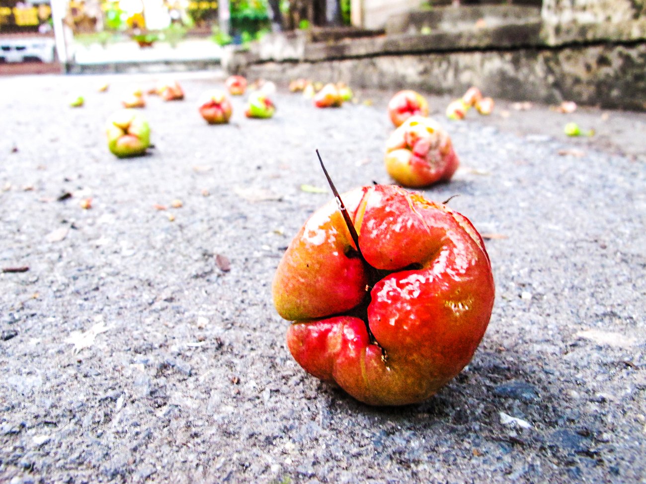Gefallenes Obst Gefallenes Obst