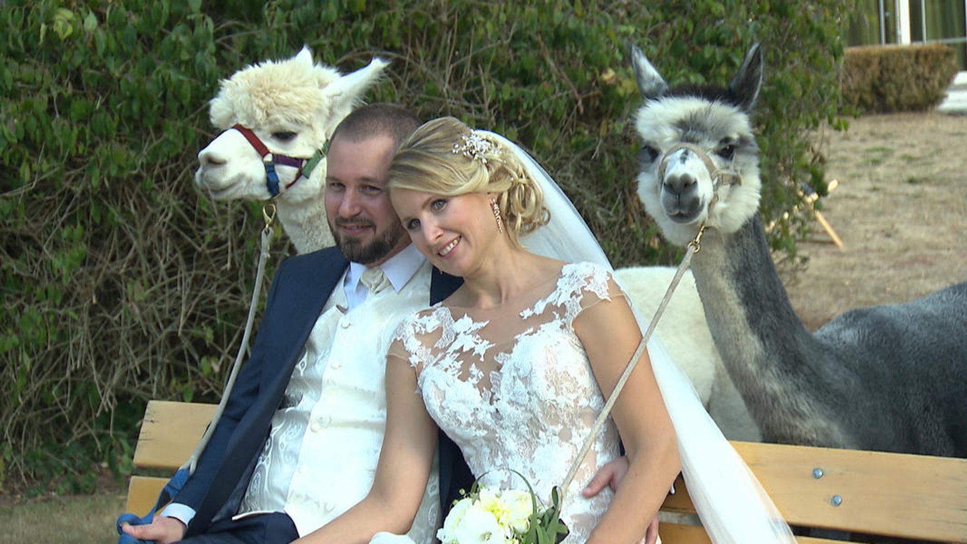 Hier Kannst Du Die Susseste Alpaka Hochzeit Ever Feiern Desired De