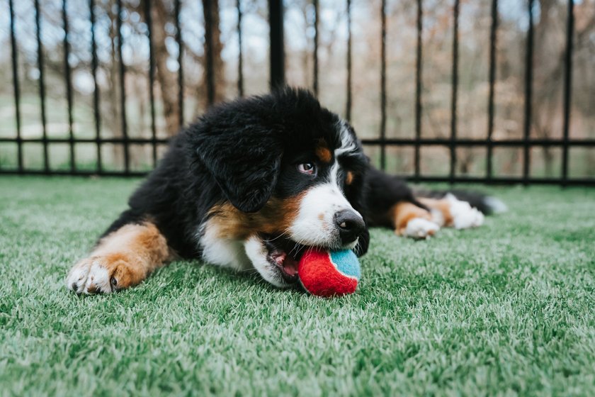 Tennisbälle für Hunde