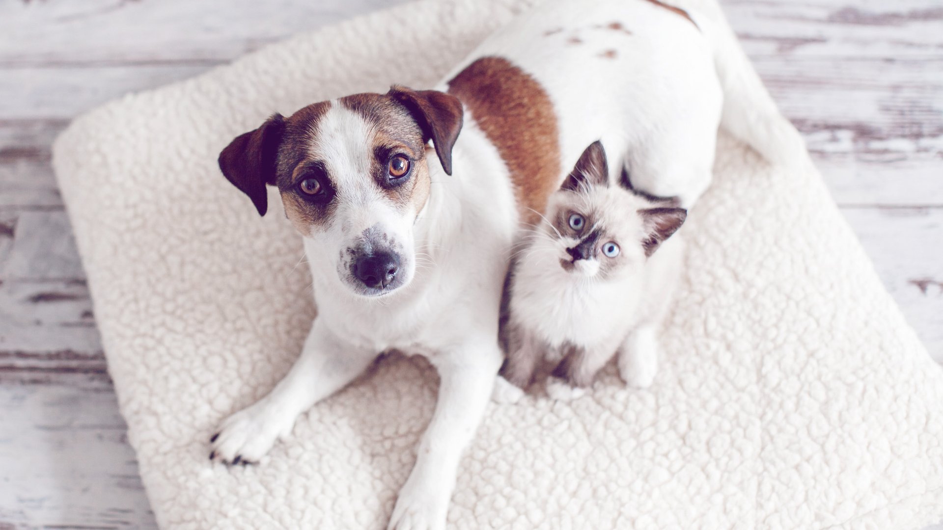 Tierhalter, Vorsicht! Deshalb ist Hundefutter so gefährlich für Katzen!