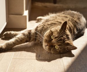 Extrem schlau: Diese Katzen tricksen dich aus