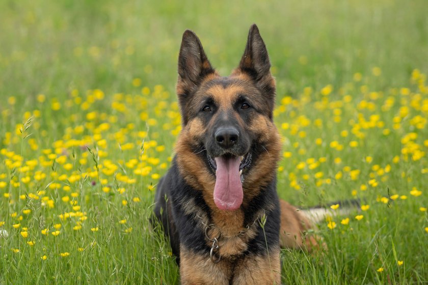 Ein Deutscher Schäferhund liegt auf einer Wiese und schaut in die Kamera.