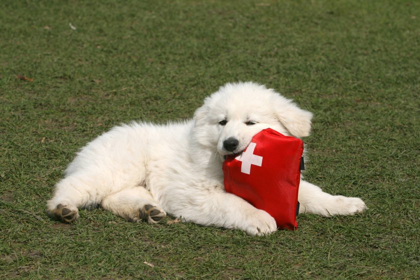 Weisser Schweizer Schaeferhund mit Erste-Hilfe-Set