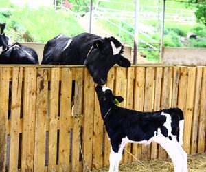Trauriger Peta-Spot vergleicht Milchkühe mit Müttern