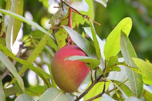Mango Verhütungsmittel Mango Verhütungsmittel