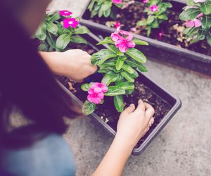 Kann man Blumenerde vom Vorjahr verwenden? Darauf musst du achten