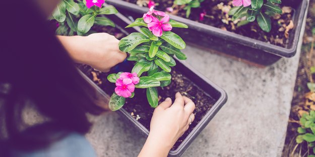 Kann man Blumenerde vom Vorjahr verwenden? Darauf solltest du achten