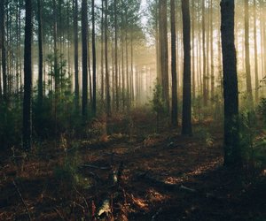 Nach „Der Gott des Waldes“: 5 Thriller mit Suchtpotenzial