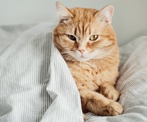 Nie wieder Hundehaare und Katzenfell auf der Kleidung dank dieses erstaunlichen Tricks