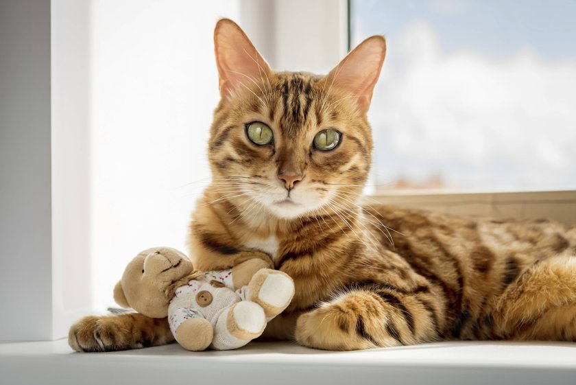 Bengalkatze mit Teddybär auf der Fensterbank liegend