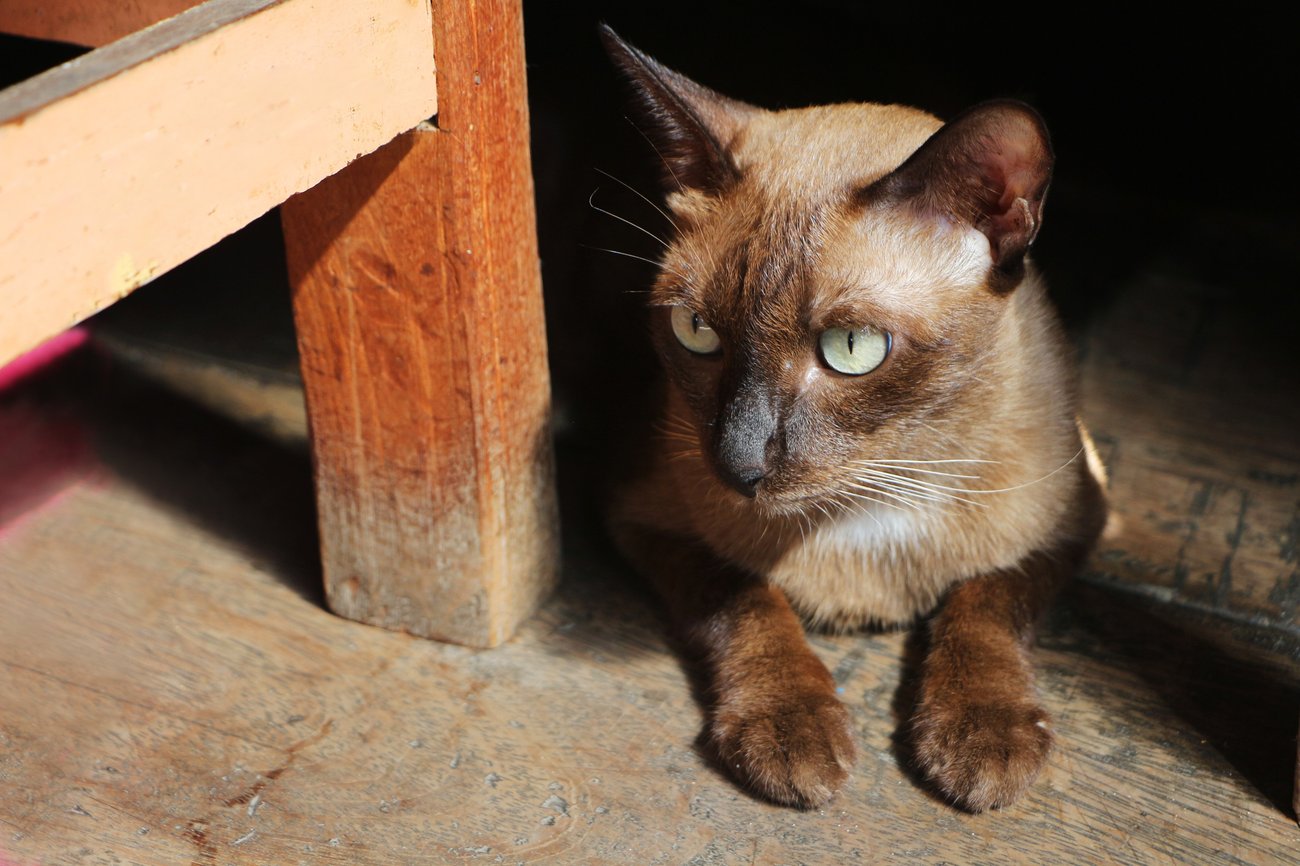 Burmakatze Burmakatze