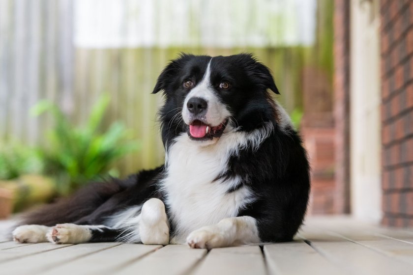 Border Collie