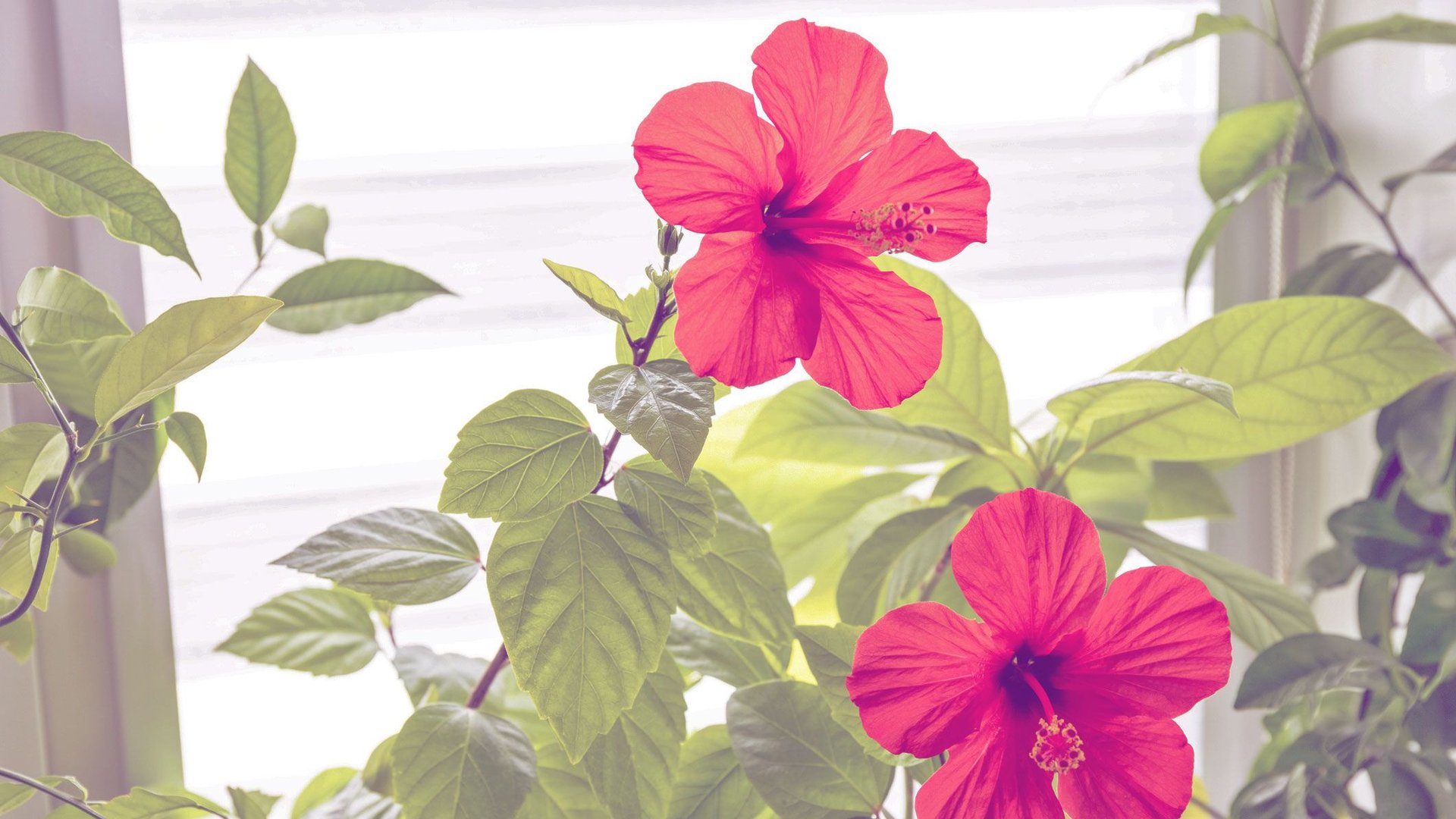 3 Regeln für den Standort deines Hibiskus nur so kriegt er schöne Blüten!