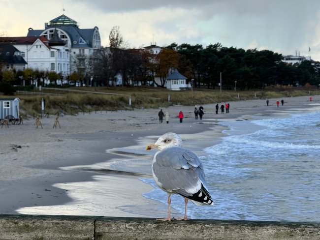 Rügen