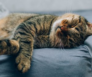 Jetzt bei Amazon im Angebot: Die selbstheizende Katzendecke von Amazon für deinen Liebling