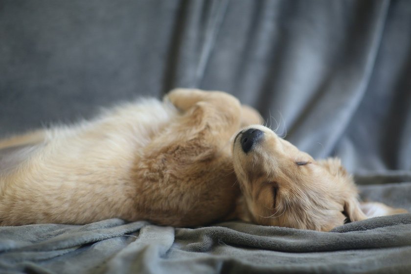 Ein Hund liegt auf dem Rücken und ruht.