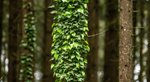 eibe garten Schnitthecke Eibe (Taxus baccata)