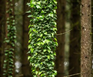 Efeu-Tattoo Bedeutung: Wunderschöne Ideen und Vorlagen zur Inspiration