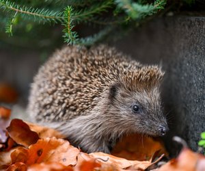 Traumdeutung Igel: Welche Bedeutung steckt dahinter?