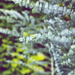 Mit diesen Pflege-Tipps überlebt Eukalyptus auch auf deinem Balkon