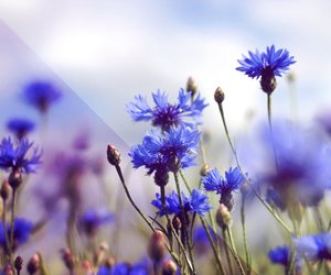 Kornblumen-Tattoo stechen lassen: Das macht das Motiv so besonders