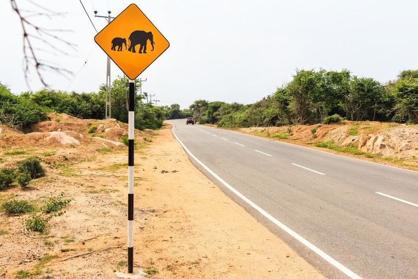 Aufgepasst! Elefanten können den Weg kreuzen