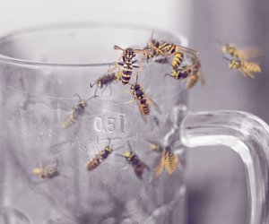 Wespensaison 2022: Deshalb gibt es dieses Jahr so viele Wespen