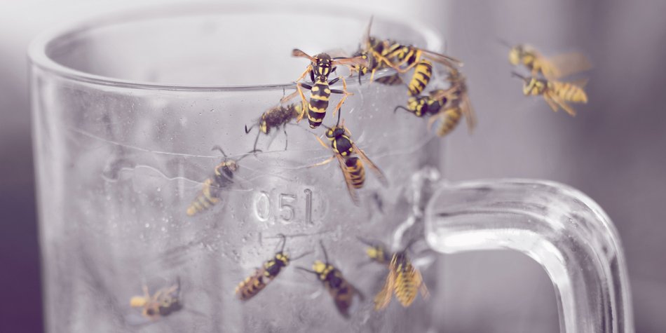 Wespensaison 2021: Gibt es dieses Jahr wieder eine Wespenplage?