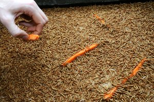 Insekten essen Insekten essen