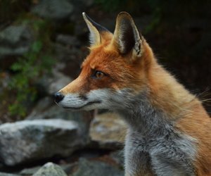 Traumdeutung Fuchs: Welche Botschaft verbirgt sich in diesem Tier?