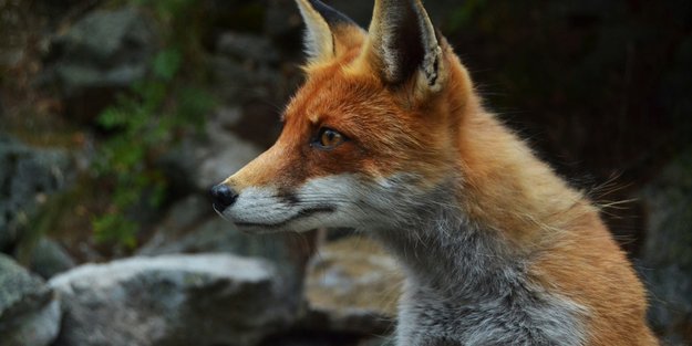 Traumdeutung Fuchs: Welche Botschaft verbirgt sich in diesem Tier?