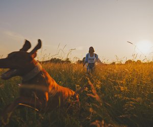 Diese Wanderrouten in Sachsen-Anhalt bieten deinem Hund und dir Spaß und Entspannung
