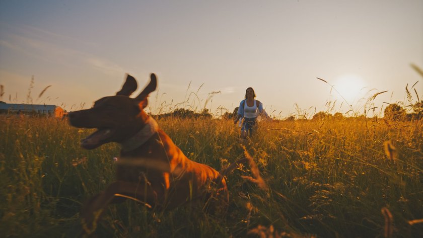 Eine Frau läuft mit ihrem Hund durch ein Weizenfeld und genießt den Urlaub während des Sonnenuntergangs.