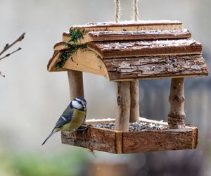 Ideal für die kalten Jahreszeiten: Amazon begeistert mit diesem niedlichen Vogelfutterhaus