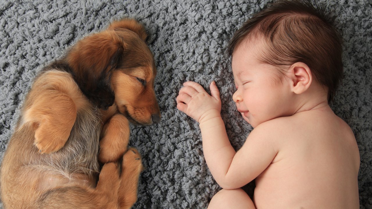 Kleiner Hund und Baby schlafen