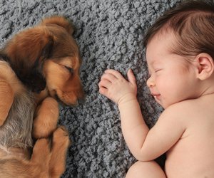 Hunde sind gesund für ungeborene Babys
