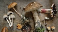 Pilze aufwärmen: Das solltest du dabei unbedingt beachten