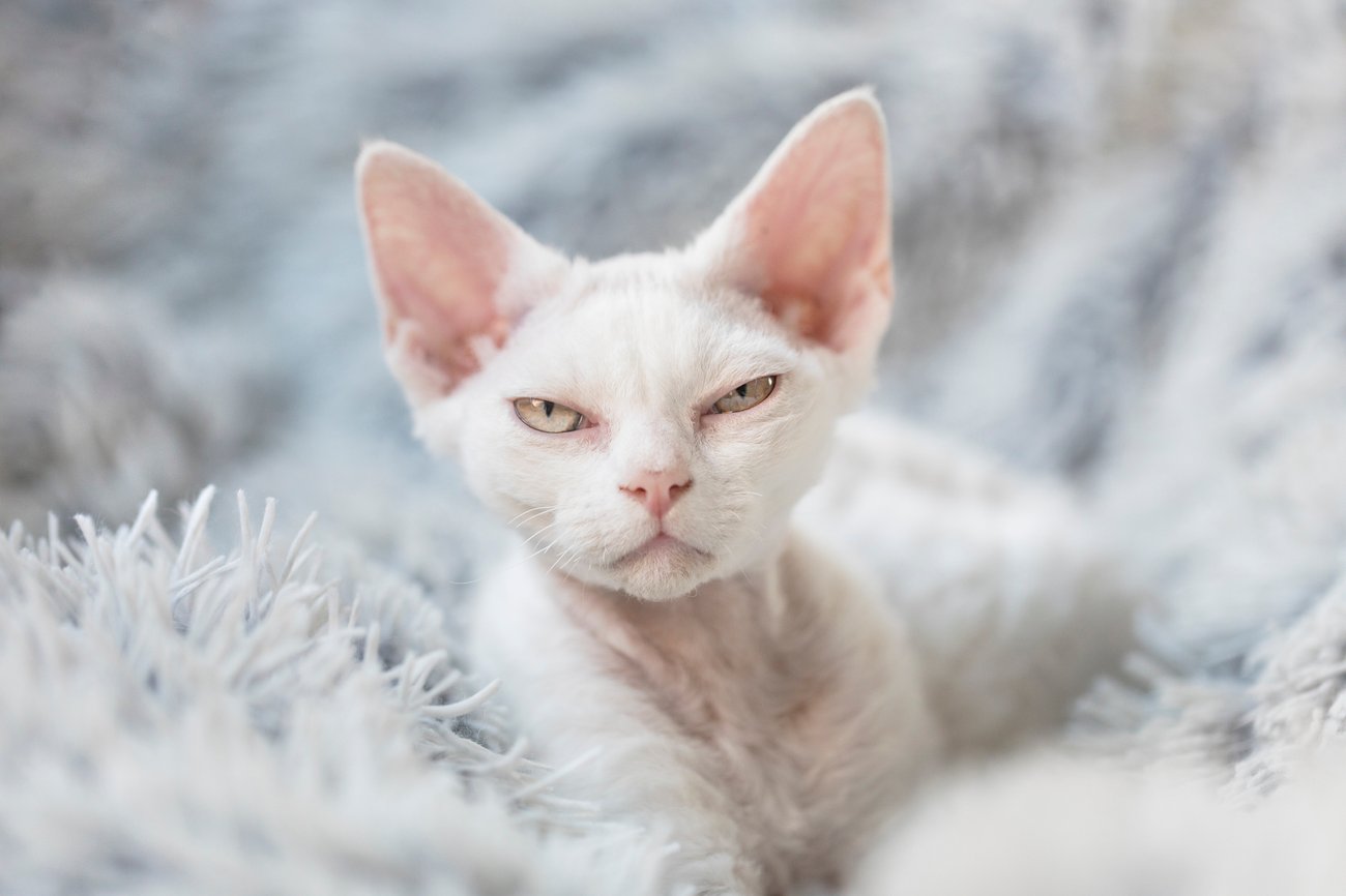 Devon Rex Katze Devon Rex Katze