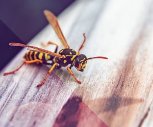Traumdeutung Wespen: Sind sie ein negatives Zeichen?