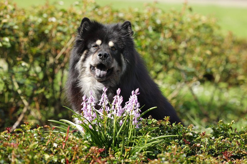 Ein Eurasier sitzt in einem Blumenbeet.