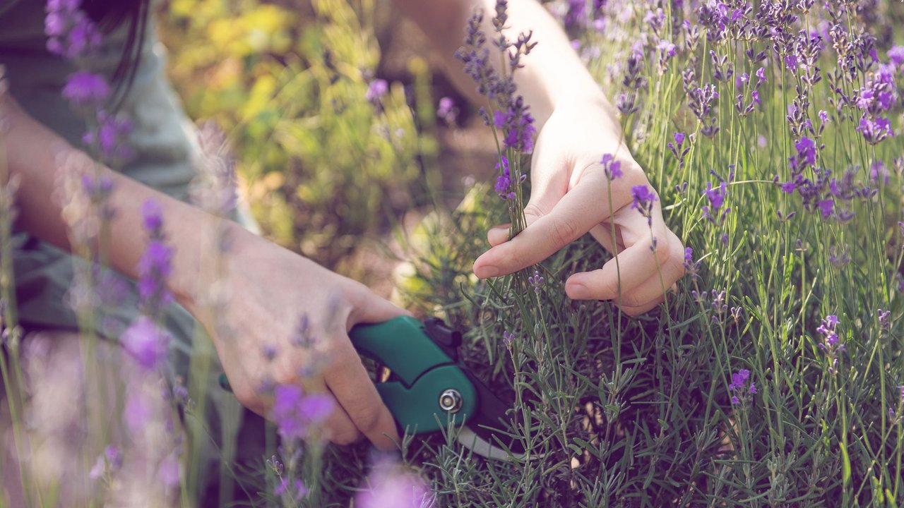 Warum du deinen Lavendel im Juli schneiden solltest (und du dir damit den Sommer verlängerst)