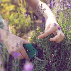 Warum du deinen Lavendel im Juli schneiden solltest (und du dir damit den Sommer verlängerst)