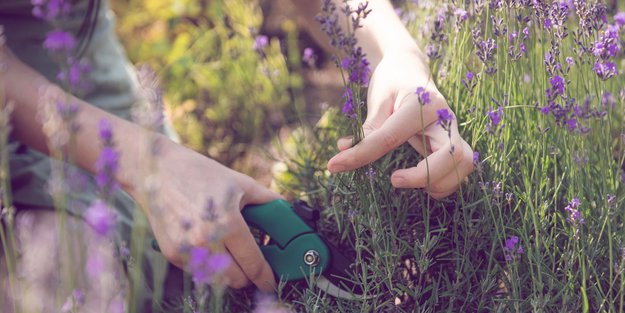 Warum du deinen Lavendel im Juli schneiden solltest (und du dir damit den Sommer verlängerst)