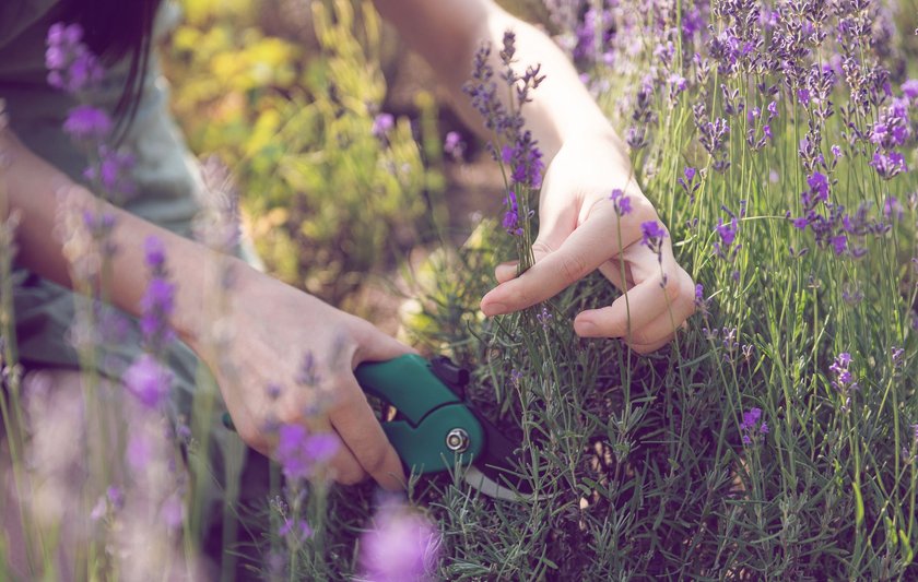 Warum du deinen Lavendel im Juli schneiden solltest (und du dir damit den Sommer verlängerst)