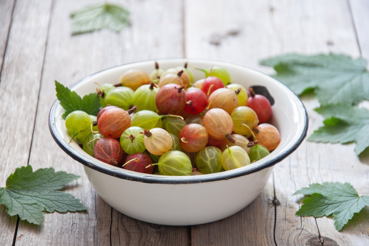 Stachelbeere gesund: verschiedene farben Stachelbeere gesund: verschiedene farben